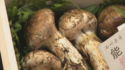 マツタケ不作と思いきや“4割安”「こんなの初めて！」この道30年のプロ