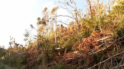 雨が降れば崩れると思う」倒木被害は20ヘクタール…復旧計画