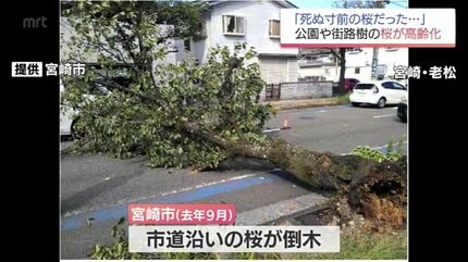 死ぬ寸前の桜だった」全国で深刻化する桜の高齢化 日本の原風景を未来