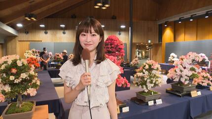 気候変動の逆風を乗り越えて花の命を“この4日間”に合わせる愛好家たち