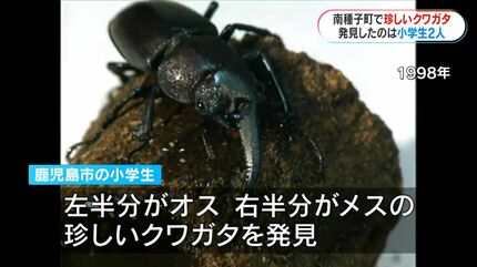 左がメス？右がオス？種子島で珍しいクワガタを小学生が発見「育てれば