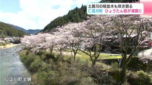 「眺めも良いし最高」高知県仁淀川町の“ひょうたん桜”が満開に　土居川の桜並木も咲き誇る　|　高知のニュース・天気｜KUTV NEWS | KUTVテレビ高知