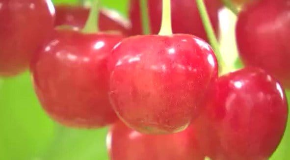 「佐藤錦」や「紅秀峰」など8品種・約600本が…ハウス栽培「サクランボ狩り」人気！信州・中野市の観光農園…春先の霜の被害なく豊作　|　SBC NEWS | 長野のニュース | SBC信越放送