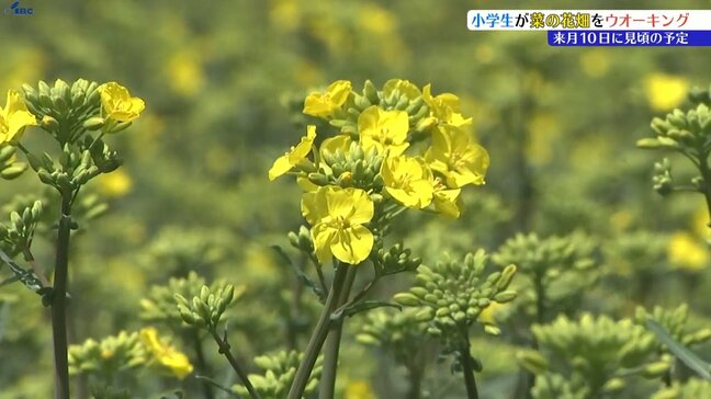 東北農業研究センターが2年ぶりに近くの小学校の児童を招き、「菜の花ウォーキング」開催 盛岡市|TBS NEWS DIG