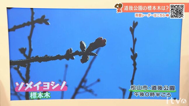 宇和島市でサクラ開花　20日(金)は朝から晴れて春の陽気　愛媛|TBS NEWS DIG