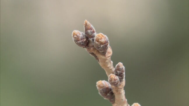 東京で降る最後の雪　8日～9日が「終雪」か　そのあとは桜の蕾ふくらむ”暖かい雨”|TBS NEWS DIG