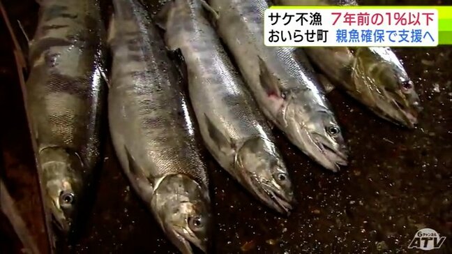 1日で10匹の日も…記録的不漁続くサケ 今シーズンの漁獲量は7年前の1%未満の450匹ほどに 稚魚放流のための親魚確保へ おいらせ町が支援|TBS NEWS DIG