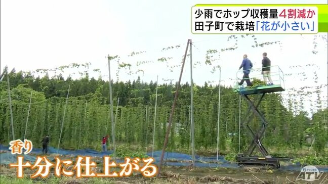 青森県田子町でホップ収穫 少雨で収穫量は例年より約4割減の見込みも「花粉は十分あるし香りもすばらしい」十分な仕上がり ビールに加工され10月下旬から東北限定で販売予定|TBS NEWS DIG