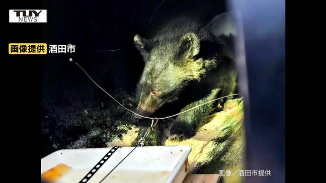 出没から約1週間でついに捕獲...寺の床下に入り込んだのは推定3歳のオスのクマ 麻酔を打ち搬出後クマは山へ(山形・酒田市)|TBS NEWS DIG
