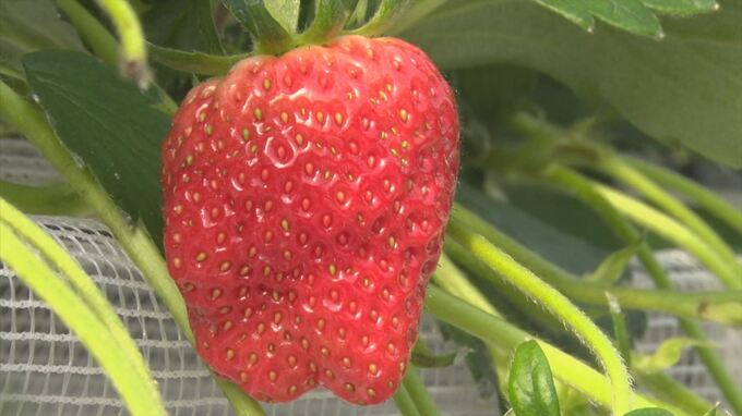 大寒前なのに…寒くない　葉物野菜が安く…鍋需要落ち込み…イチゴも？　|　BSSニュース | BSS山陰放送