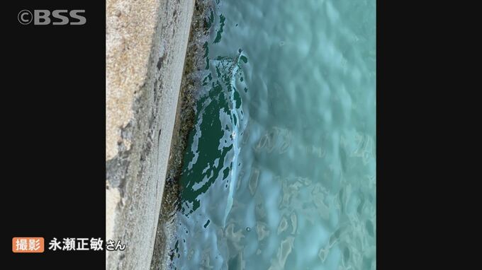 深海魚”リュウグウノツカイ”島根県出雲市の日本海で釣り人が発見　山陰で目撃相次ぐ|TBS NEWS DIG