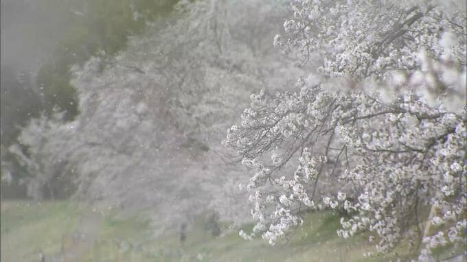 花散らしの風の中花見の準備　一方強風によりJR四国では運休も【岡山】|TBS NEWS DIG