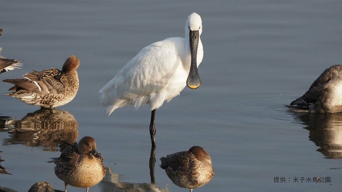 毎年２回必ず鳥取へやって来る渡り鳥…中国のヘラサギ「香川さん」今年もやってきた！　命名の理由は？　|　BSSニュース | BSS山陰放送