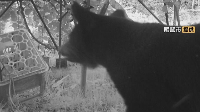 体長約1.1メートルのツキノワグマを駆除 隣町でも防犯カメラに姿が… 市は｢同一の個体か判断できないため 引き続き注意を｣ 三重･尾鷲市|TBS NEWS DIG
