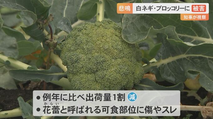 大雪で「白ネギ」折れ…「ブロッコリー」可食部位に傷…出荷に打撃　農家悲鳴　平井知事が現場を視察　鳥取県大山町　|　BSSニュース | BSS山陰放送
