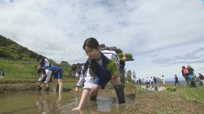 被災地・石川県輪島市の千枚田で田植えはじまる　|　石川県のニュース｜MRO北陸放送