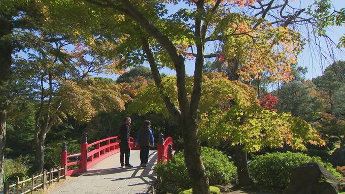 紅葉遅れてやきもき…人気の日本庭園「高温が影響していると思います」今週末からライトアップへ　島根県松江市|TBS NEWS DIG