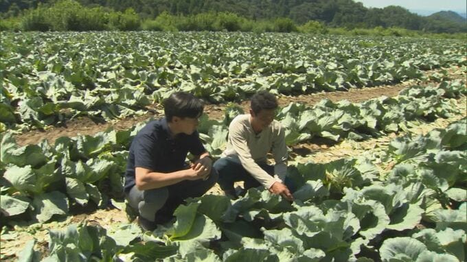 猛暑と少雨で「キャベツ」に深刻被害…8000玉以上が売り物にならず　農家は…「高い高いと言われているけど、僕らの苦労的にはトントンな感じ」|TBS NEWS DIG
