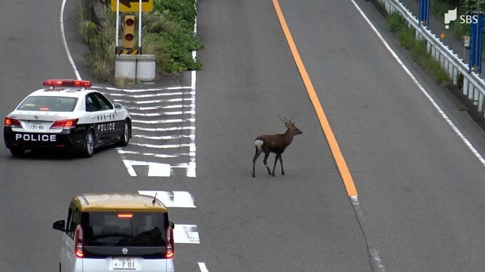市街地に二ホンジカが出没市と警察がパトロール実施して注意を呼びかけ＝静岡・磐田市|TBS NEWS DIG