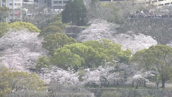 福岡でサクラが満開|TBS NEWS DIG