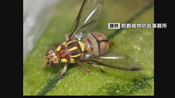 害虫「セグロウリミバエ」対策　不妊虫による防除効果を確認　伊江島|TBS NEWS DIG