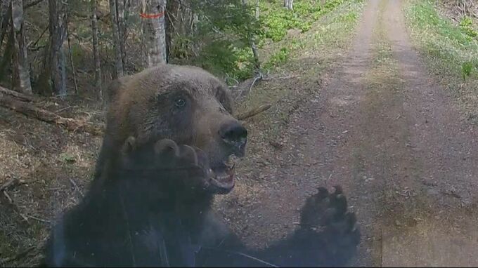 牛66頭を襲撃“OSO18”の出現や軽トラに体当たり…クマ出没が相次ぐ北海道で猟友会が駆除要請に難色、背景に「ハンターがすべて責任を負うことへの危機感」|TBS NEWS DIG