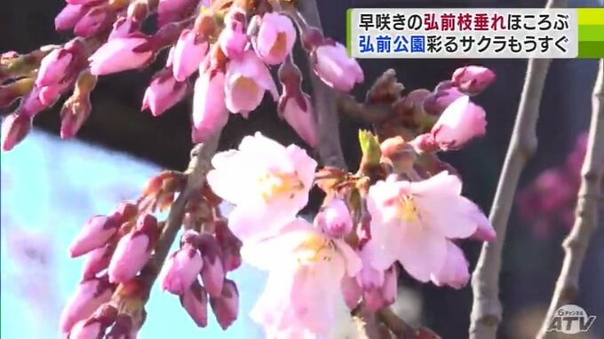 雪国もサクラ一色までもう少し？　サクラの便り続々と　青森市・弘前市で胴吹き・枝垂れ桜ほころぶ　|　青森のニュース│ATV NEWS│青森テレビ