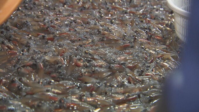 4月のホタルイカとフクラギは記録的豊漁　シロエビ、ベニズワイガニは平年下回る　富山湾　|　富山のニュース｜天気・防災｜チューリップテレビ