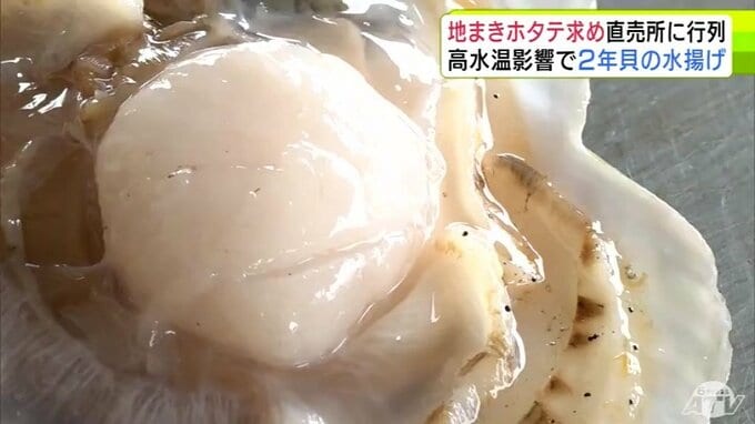 青森県東通村で特産品「地まきホタテ」の水揚げ進む　高水温の影響で2年貝の水揚げになるも「貝柱はだいぶ大きくて」　旬を求めて漁協の直売所には朝早くから長い列|TBS NEWS DIG