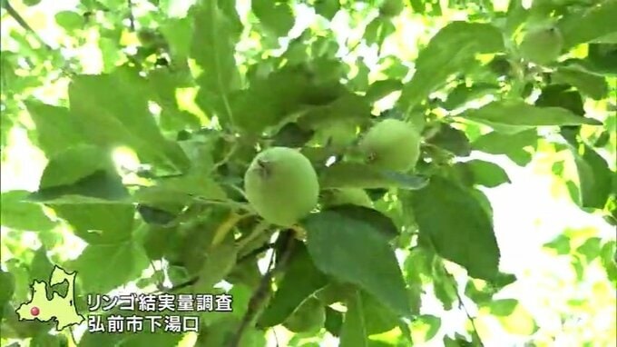 リンゴの結実量調査が始まる　5月末～6月上旬に実施の巡回で一部地域に受粉できない「カラマツ」被害　|　青森のニュース│ATV NEWS│青森テレビ