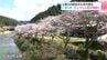 「眺めも良いし最高」高知県仁淀川町の“ひょうたん桜”が満開に　土居川の桜並木も咲き誇る　|　高知のニュース・天気｜KUTV NEWS | KUTVテレビ高知