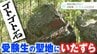 『受験生の聖地』にいたずら…揺らしても“落ちない”『ゴトゴト石』が揺れなくなった　誰が何のために…　|　KUTVニュース | KUTVテレビ高知