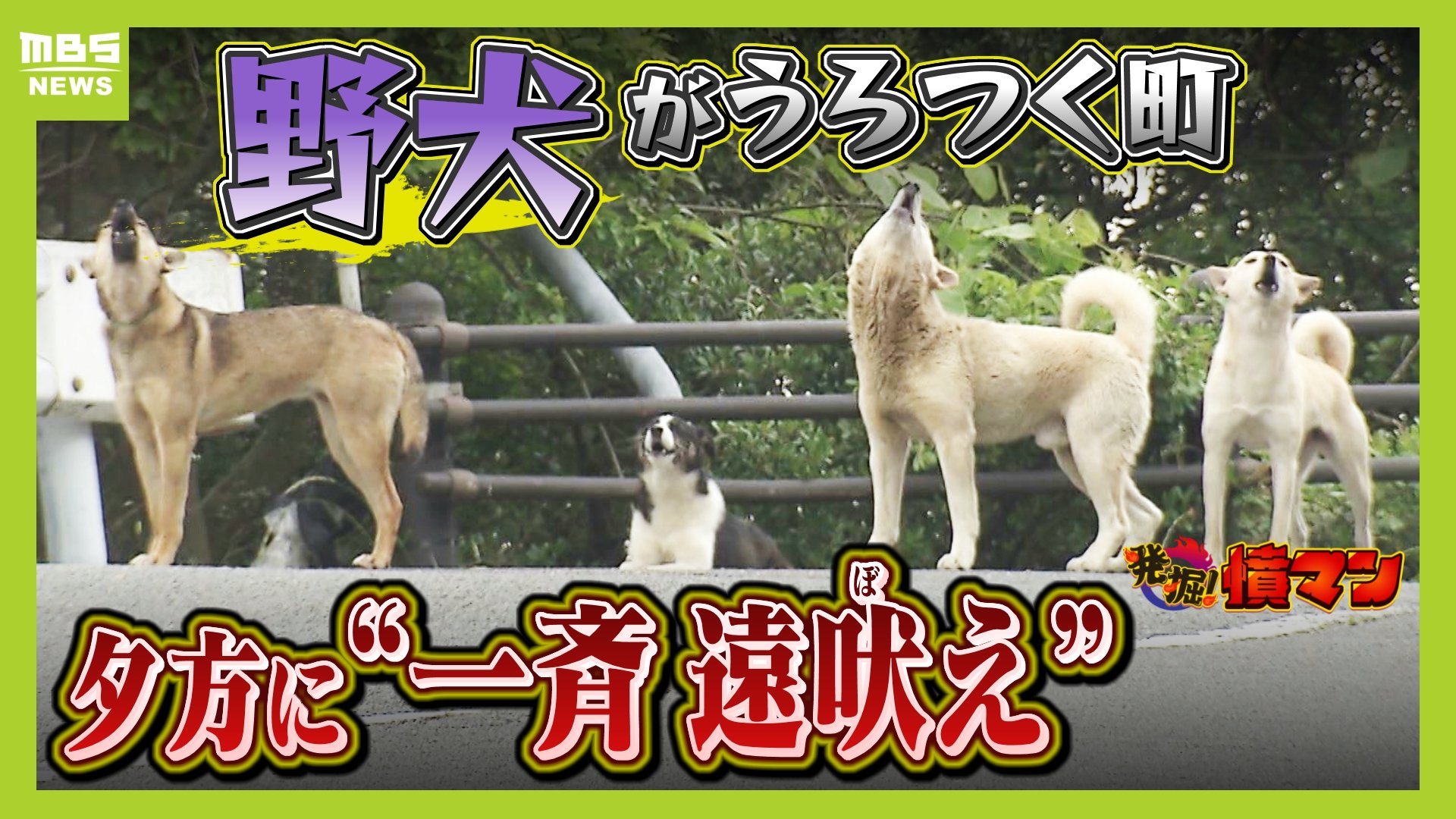 40～50頭の『野犬』がうろつく港町「突然襲ってくる可能性も