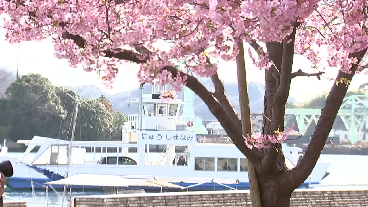 早咲きの河津桜が見頃に 広島・尾道水道の護岸沿い | TBS NEWS DIG