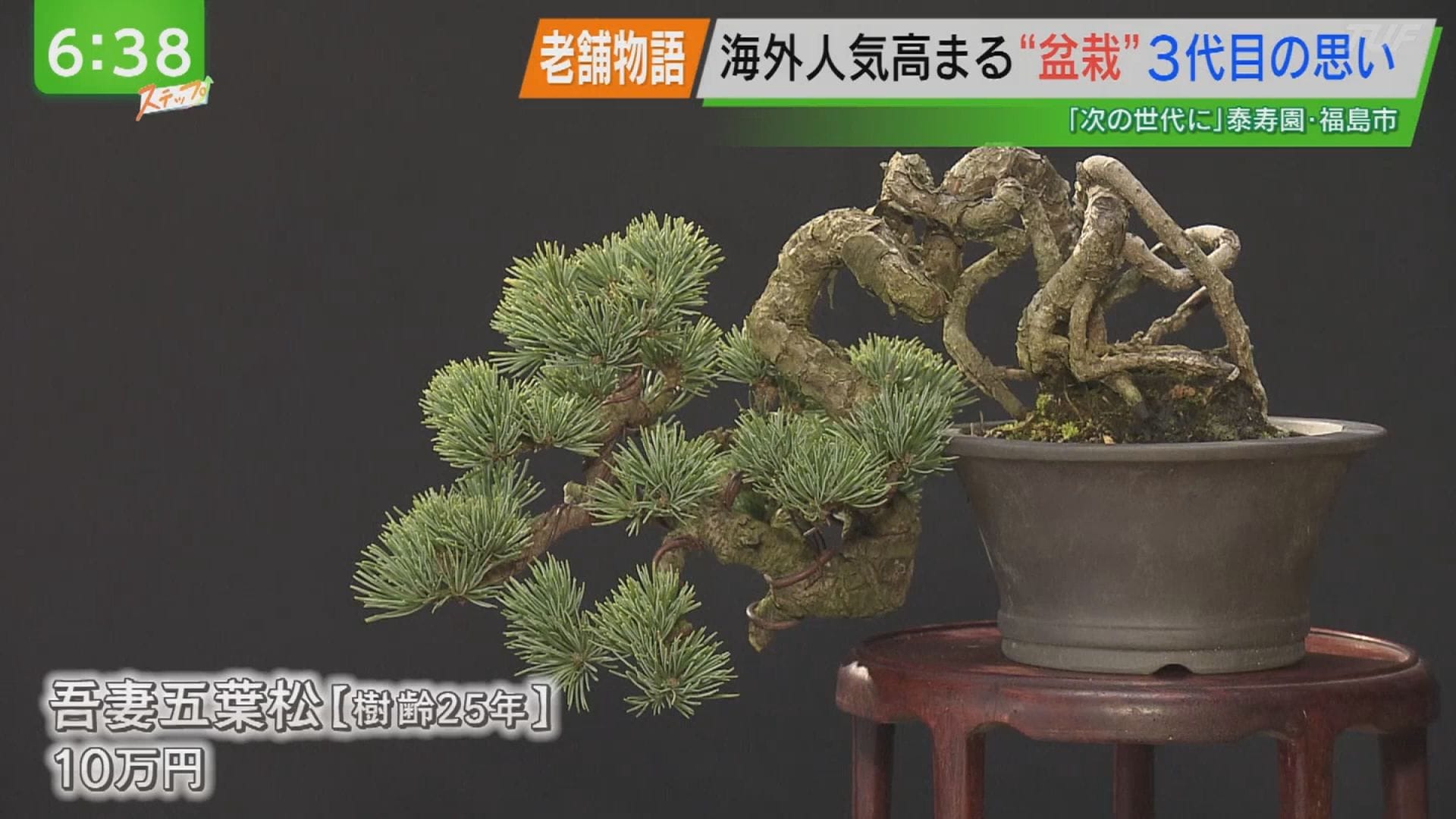 kouichi ページ 五葉松3点 kouichi ページ 五葉松3点 五葉松 | 株式