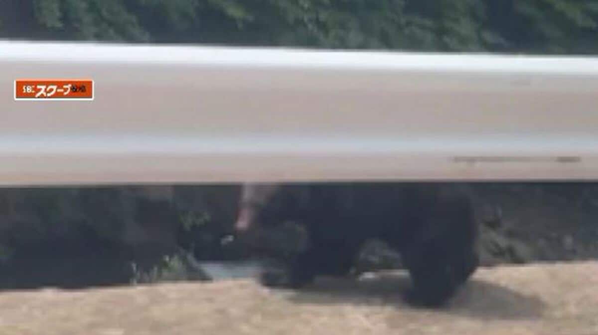 国道19号で子グマの姿をキャッチ 善光寺の裏手でも「クマのような獣