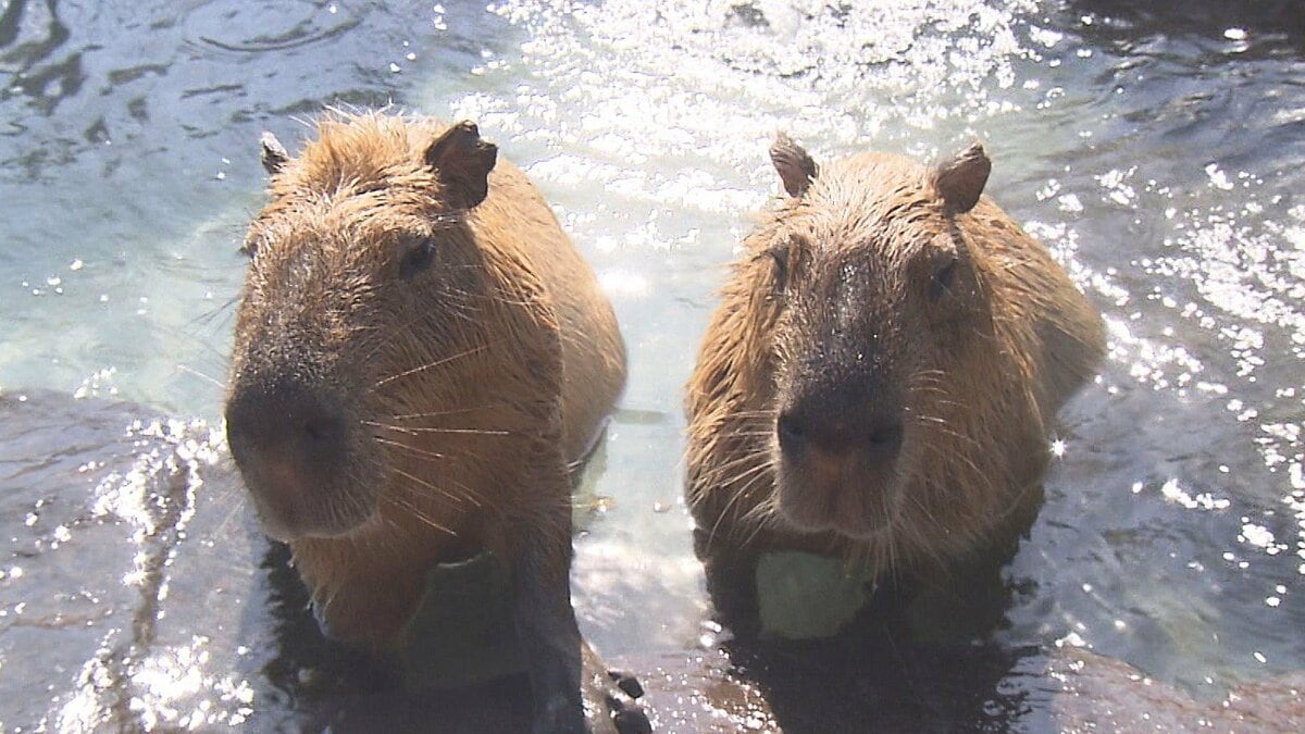 レジャー施設、別府ケーブルラクテンチに「カピバラ温泉」完成 大分