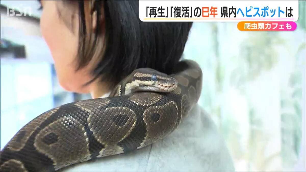 今年は巳年「首に巻きつくボールパイソンがやばい！」主役のヘビを
