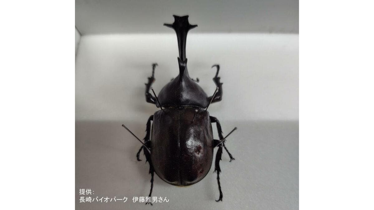激レアカブトムシ】「ウニ型の角」に触角5本の謎個体 数十万匹に1匹の