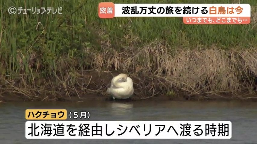ＡＴ➖２０４ 鶏、鳩、鶴、白鳥、フクロウ 、全部まとめて 激安の投げ売りです 傷ついた白鳥と富山のカメラマン澤江弘一さん 消息絶った1年を乗り越え