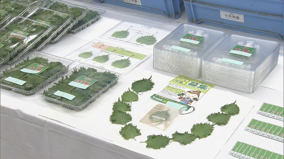 ベトナム国籍の男女３人に在留資格にない仕事を… 大葉の梱包作業 農園の代表者ら逮捕 「内職のベトナム人は従業員ではない」容疑を否認