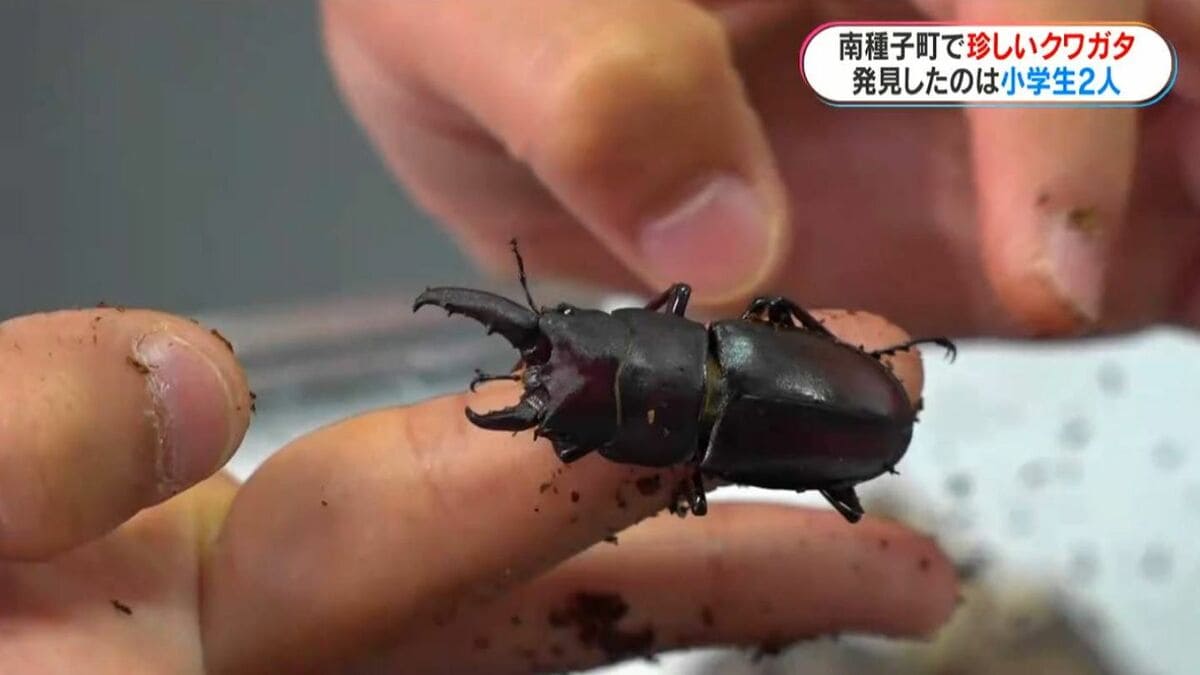 左がメス？右がオス？種子島で珍しいクワガタを小学生が発見「育てれば