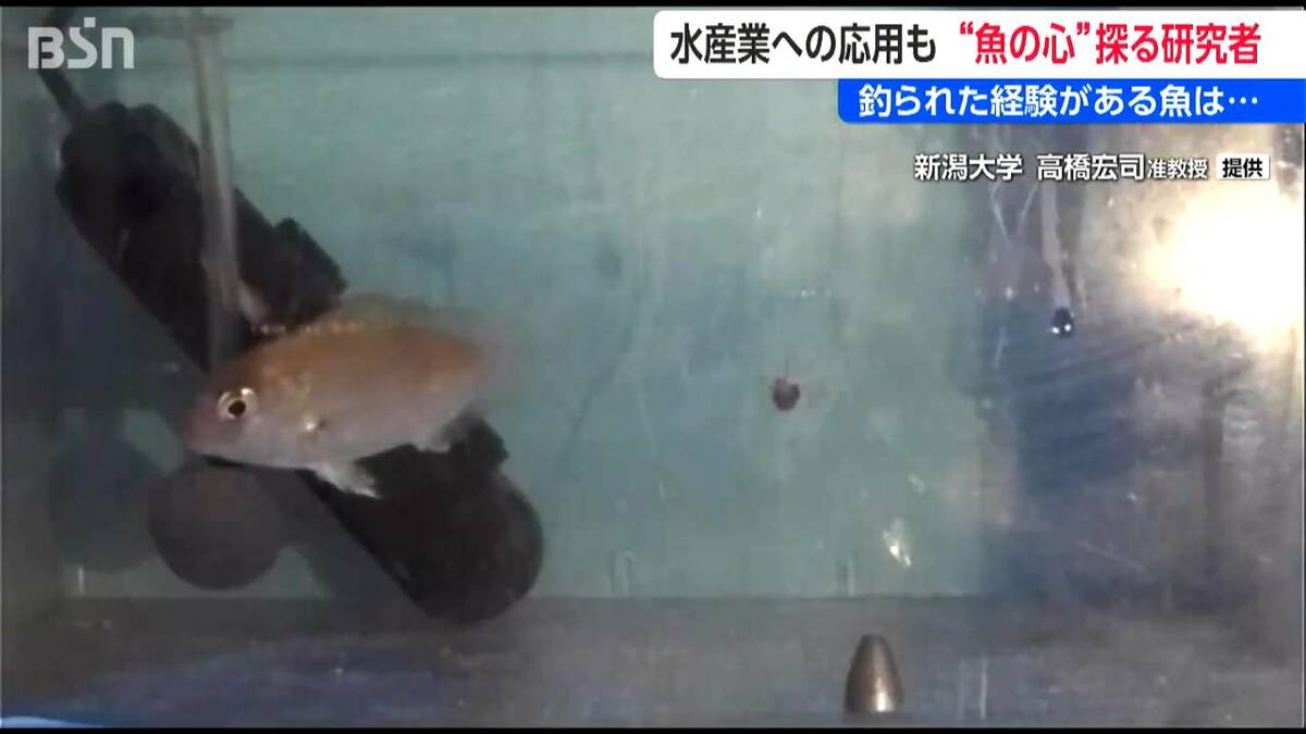 魚に「心」はある？ “釣られた記憶” は2か月以上保持 新潟大学・高橋