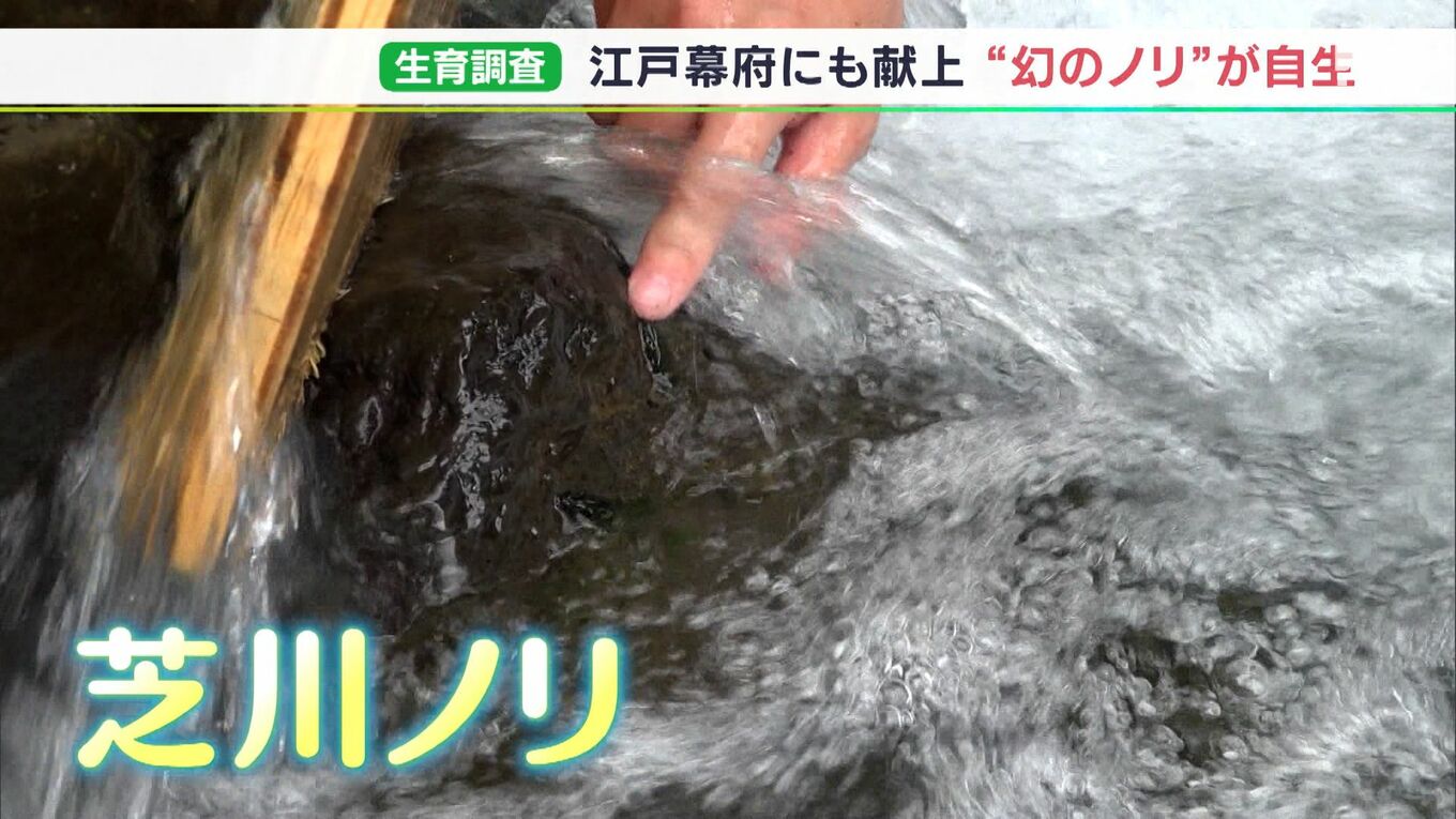「水量が昔と比べ減っている」絶滅危惧種“幻の海苔”芝川ノリを守れ！かつて幕府や朝廷に献上 | TBS NEWS DIG
