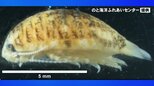 「波打ち際でチクッ！」海で経験ある人も多いはず 足にまとわりつくその正体は！？ 一時遊泳禁止の海岸も　|　石川県のニュース｜MRO北陸放送
