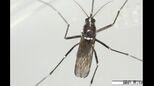 蚊をたたくときは「上下」で!「左右からパチン」は逃げられやすい【害虫駆除の専門家が伝授】|TBS NEWS DIG