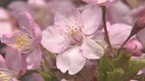 魚津で28.1℃、全国1位の暖かさ 暖かいを通り越して暑い…富山や高岡伏木など県内4地点で3月の史上最高気温を観測 | 富山のニュース|天気・防災|チューリップテレビ