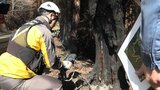 「1日も早い鎮火を目指して」 大規模山林火災の現地を消防が地上から調査 7日はヘリで上空から偵察 岩手・大船渡市|TBS NEWS DIG