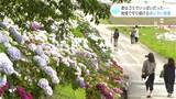 「のいちあじさい街道」見ごろ 不法投棄のゴミでいっぱいだった道にアジサイを植えた男性の思いとは | 高知のニュース・天気|KUTV NEWS | KUTVテレビ高知