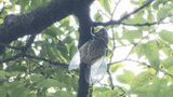 待ちに待った夏休み 10年に1度の猛暑…熱中症対策は万全と 多くの小中学校で7月20日から=静岡市 | 静岡のニュース | SBSNEWS | 静岡放送